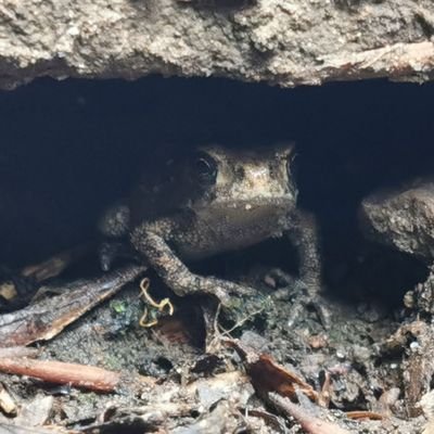 28 🇬🇧/🇸🇪 he/they
resident gremlin on the 'putah
general troublemaker
yt: https://t.co/PcNIDQ6jkH