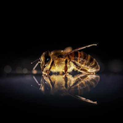 CarskePcele's profile picture. 