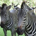 Dion Russell - @dionandmeg - Twitter