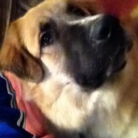 Patrick Johnson (@ferocious_beast) 's Twitter Profile