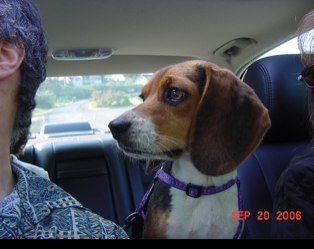 TequilaLu06's profile picture. Lover of animals, big and small. Love, love, love rescue pets!