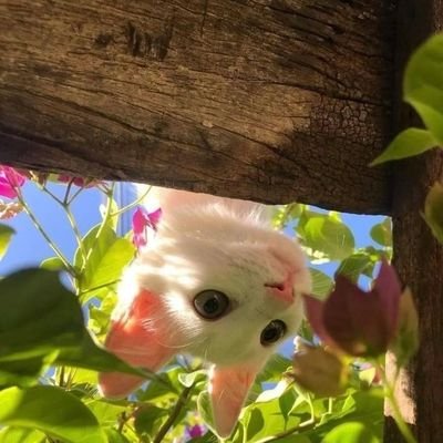 sttabedsoul's profile picture. 