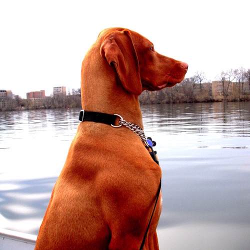 scarcagno's profile picture. 