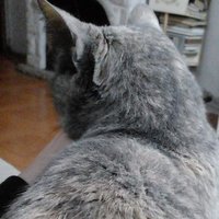G.I.R (@gonsza_r) 's Twitter Profile