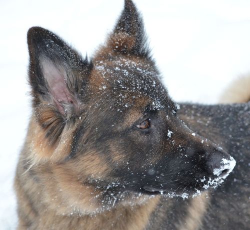 ohsnapsblog's profile picture. I take photos with my iPhone 4S and my Nikon D5100.