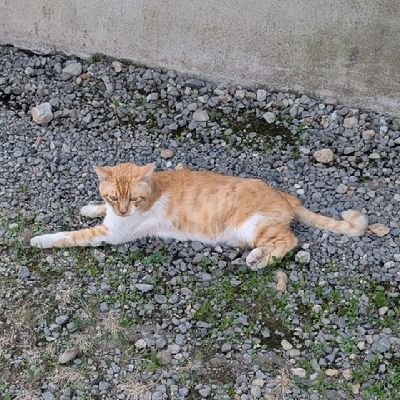 18/低浮上、主にコスプレ(重加工)投稿する予定です！
Twitter初心者ですがよろしくお願いいたします！
無言フォロー失礼致します🙇