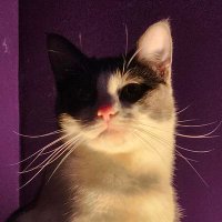 Ash 🇵🇸 (@itsprettygoodlb) 's Twitter Profile Photo Ash 🇵🇸 (@itsprettygoodlb) 's Twitter Profile Photo