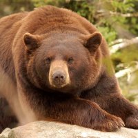 Bearly A Writer (@bearly_a_writer) 's Twitter Profile