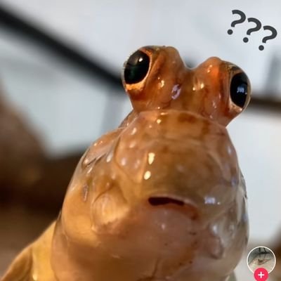 gordaWebtoonera's profile picture. Soy Full Stack Developer y en mis tiempos libres mantengo mi racha en Duolingo