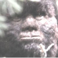 Sasquatch Seeker (@keith2661313354) 's Twitter Profile Photo