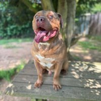 DeeGee (@0xdg0x) 's Twitter Profile