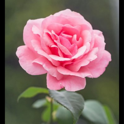 msmpnews's profile picture. seeds.