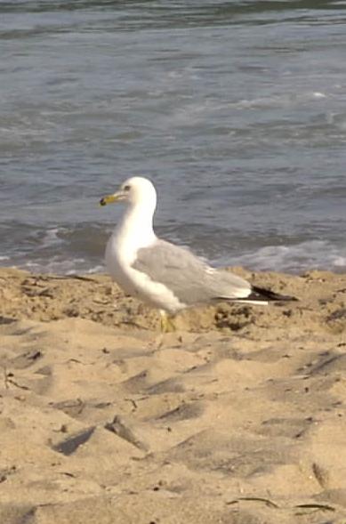 kernzee's profile picture. Massachusetts born & bred; Red Sox, Patriots, Celtics, and Bruins to the end.  But West Virginia?  Yes, truly, almost heaven.  ❤️