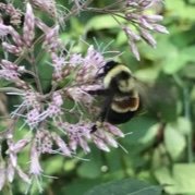 Bumblebee Research. Plant-pollinator Networks. Metabarcoding. Naturalist. 🧑🏼🌾🐶🐱 #Ecology