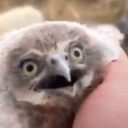 TheFormidibomb's profile picture. 