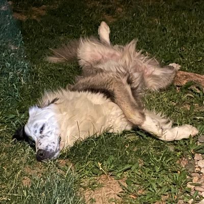 wild41556's profile picture. 