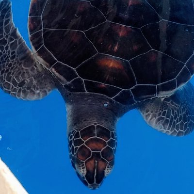 Azevedolife's profile picture. I dream of being able to see at least a small part of the world.