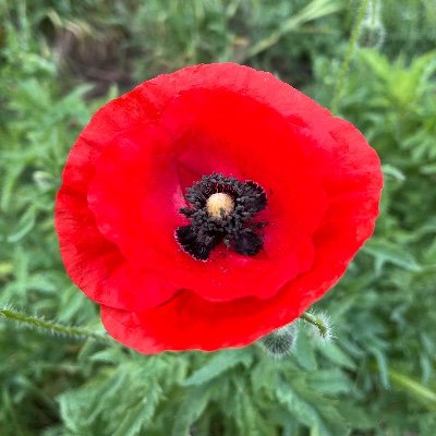 ConSanford8's profile picture. 