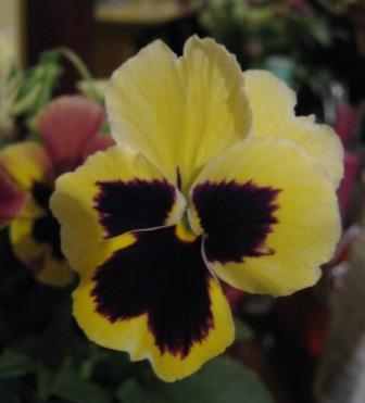 anna_kanteeva's profile picture. 