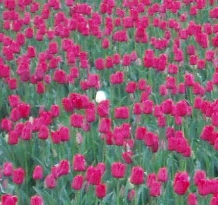 Surviving_DV's profile picture. Passionate about surviving domestic violence & assisting others on their journey.