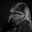 GG_taro's profile image