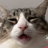 elyse (@elysuhs) 's Twitter Profile