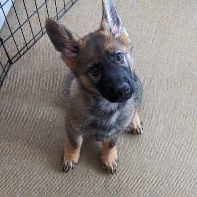 MaximBudnick's profile picture. 