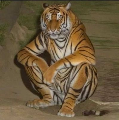 donvicko912916's profile picture. 