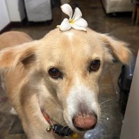 Pu-i 🦮🪽ชมรมบ้อกแบ๊ก👑ลัทธิออมเหมียว😼 (@khunpui_jp) 's Twitter Profile