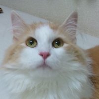 𝓘𝓪𝓶𝓡𝓾𝓹𝓪𝓷𝟒 (@xiamrupan4) 's Twitter Profile