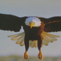 Ten Pilot (@kenpilot) 's Twitter Profile