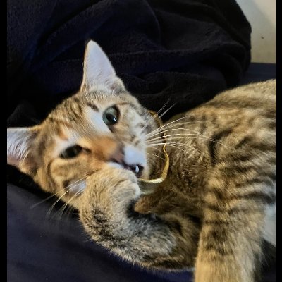 RealCoCoCat's profile picture. $YEAH I'm a kitten🐈MEOW
@CryptoBlckParty's Kitten cutter than your cat plus has more toes🚀 $JUP $SOL
Why u coming to CaT 4 advice NFTs, Crypto & Web3? 
Meow?