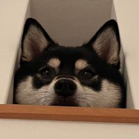 のむけ (@nomu_yugioh) 's Twitter Profile