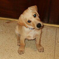 Jacque Bauer (@gozieboy) 's Twitter Profile