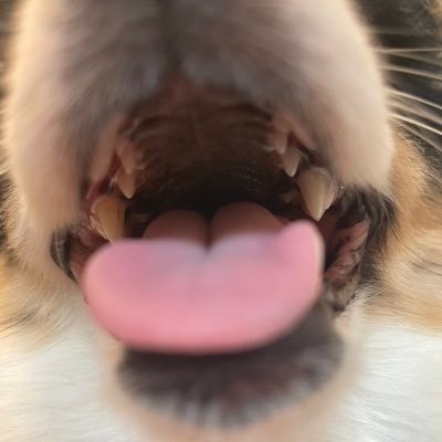 ssho_jr's profile picture. 開業医 30代 出張入れ歯修理屋さん 専門は在宅ワーク(患者宅) 好きな歯は犬歯