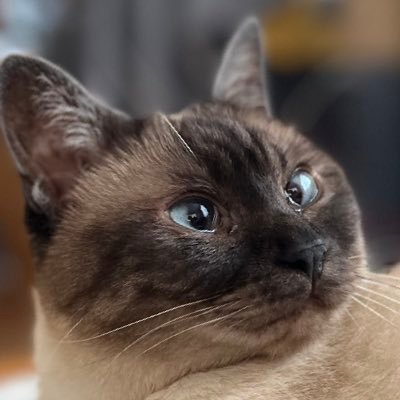 eスポ大会のビジュアルデザインを手がけたり配信者さんのサムネやロゴを作ってます。 デザインのお仕事ご相談はDMまで