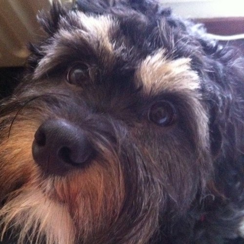 TeckelRembrandt's profile picture. Ik Rembrandt, geboren op 6 mei 2011 en 'n kruising tussen 'n teckel en een maltezer! Ik lig nooit in een mand of op mijn kussen, de bank of bed volstaan!