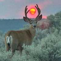 Thandax (@i_am_thandax) 's Twitter Profile