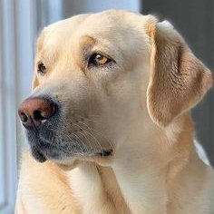 Best group for Dog Lovers! Follow us for trendy updates. DM us for feature your Dog things!