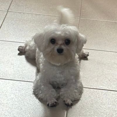 ⚙️Mechanical Engineer 💻 AI & Machine Learning Engineer ☁️ Cloud Data Engineer 💼 https://t.co/HR6Dvtyeb3 Operations 💬 contact https://t.co/fuqJ0c7lN3