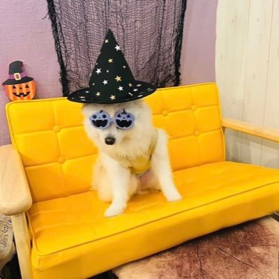 チャットして楽しい!😆💬 犬好き 🐶 カリフォルニア出身 🇺🇸☀️🏝️ 日本人の大ファンです。とても親切でフレンドリーです!🇯🇵❤️ また日本を訪れるのが待ちきれません!✈️🏯