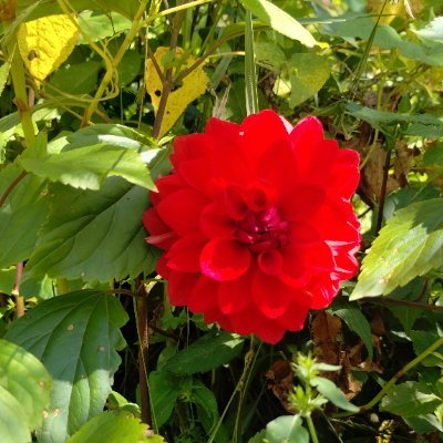 _sarthika_'s profile picture. 