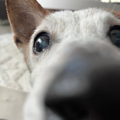 ShemonaRz's profile picture. Anatomy education enthusiast & serial Netflix binge-watcher. Views are my own.