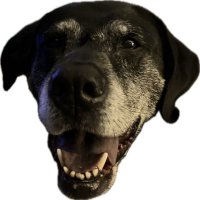 Alandogtown (@alan85959072) 's Twitter Profile