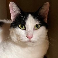 新屋保護猫いやし処 (@akibi_cat) 's Twitter Profile