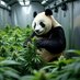 Eats shoots & leaves (@shooshpanda) Twitter profile photo Eats shoots & leaves (@shooshpanda) Twitter profile photo