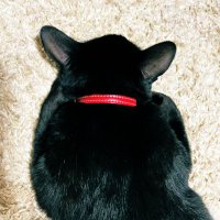 ヨンちゃん🐺 (@yong_chan_k) 's Twitter Profile