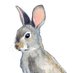 whiterabbit (@whitecuniculus) Twitter profile photo whiterabbit (@whitecuniculus) Twitter profile photo