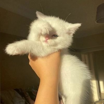 greencalamine's profile picture. 