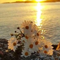 وائل (@yhy43072) 's Twitter Profile